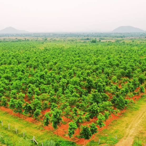 Red Sandal Farm Lands