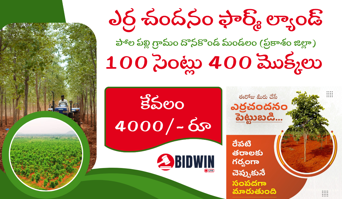 Red Sandal Farm Land 100 Cents 400 Plants
